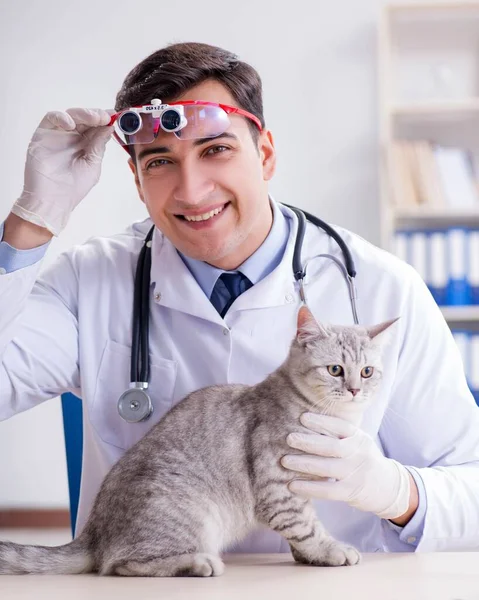 Veteriner hasta kediyi hastanede muayene ediyor. — Stok fotoğraf