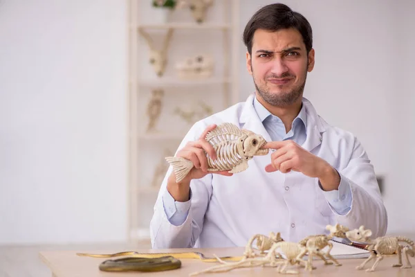 Jonge mannelijke paleontoloog onderzoekt oude dieren in het lab — Stockfoto