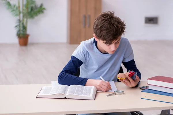 Colegial estudiando modelo de corazón en casa —  Fotos de Stock