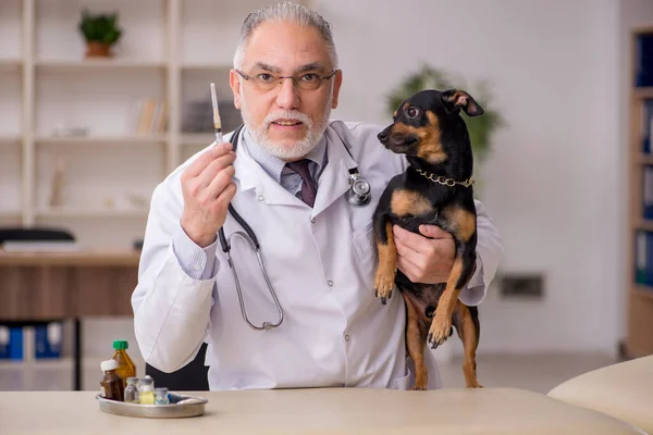 Παλιά αρσενικό κτηνίατρο γιατρός εξέταση σκυλί στην κλινική — Φωτογραφία Αρχείου