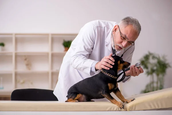 Velho médico veterinário masculino examinando cão na clínica — Fotografia de Stock