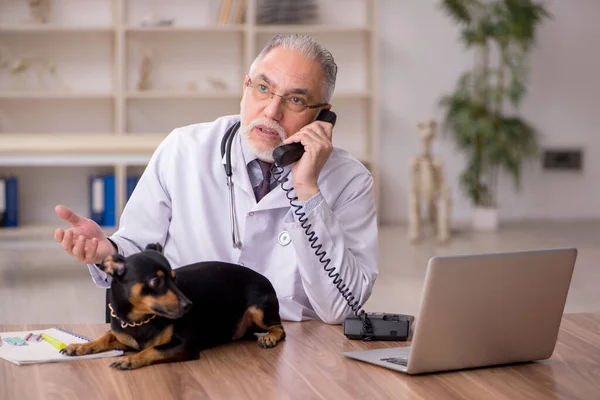 Старий ветеринарний лікар вивчає собаку в клініці — стокове фото