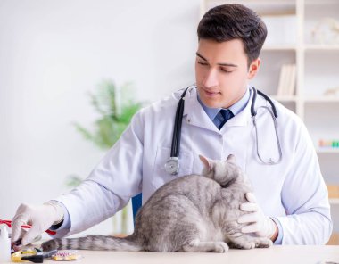 Veteriner hasta kediyi hastanede muayene ediyor.