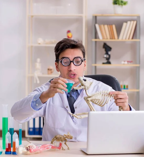 Funny scientist with cat skeleton in lab clinic