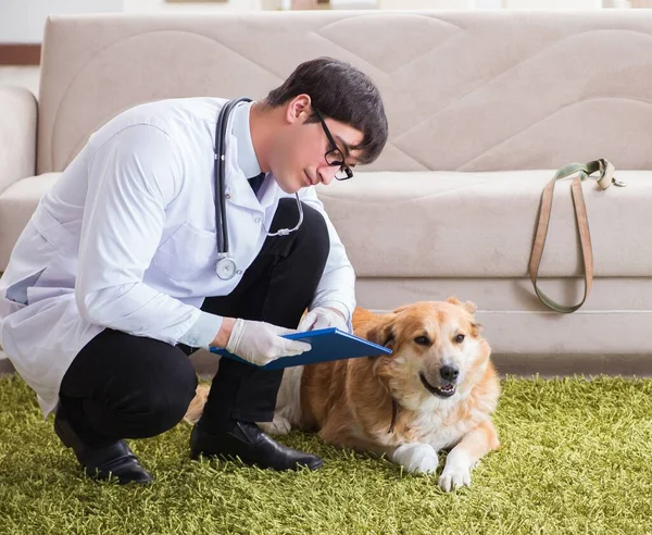 Dierenarts onderzoekt gouden retriever hond thuis bezoek — Stockfoto