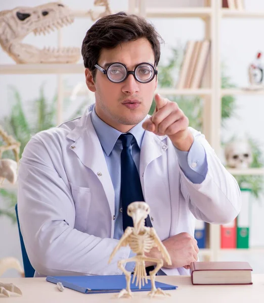 Zabawny szalony profesor badający szkielety zwierząt — Zdjęcie stockowe