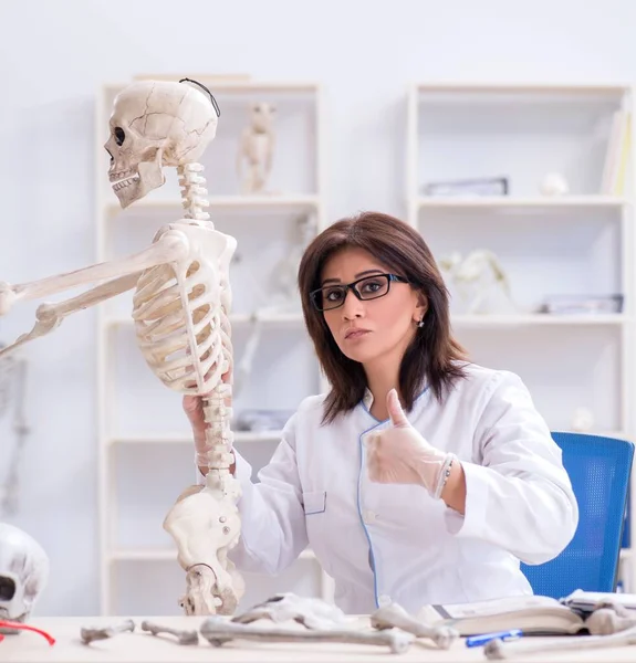 Medico che lavora in laboratorio sullo scheletro — Foto Stock