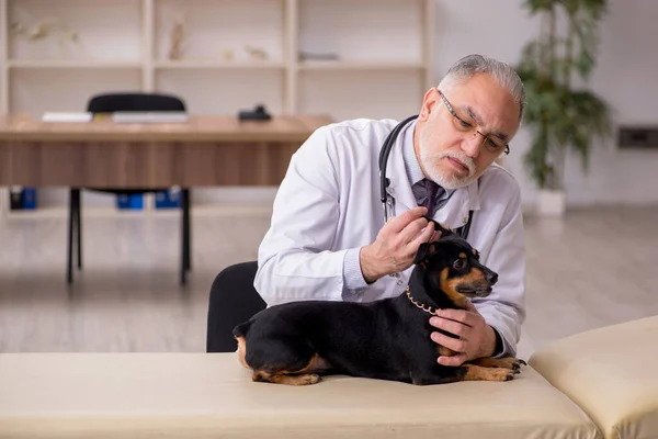 Velho médico veterinário masculino examinando cão na clínica — Fotografia de Stock