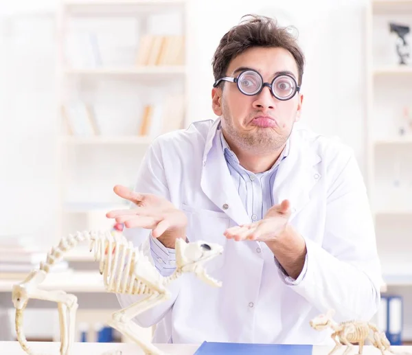 Grappige gekke student dokter die dierlijk skelet bestudeert — Stockfoto