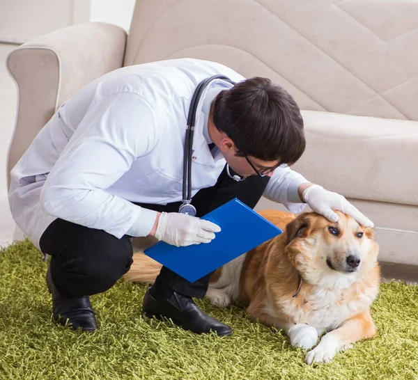 Médico veterinário examinando cão golden retriever em visita domiciliar — Fotografia de Stock