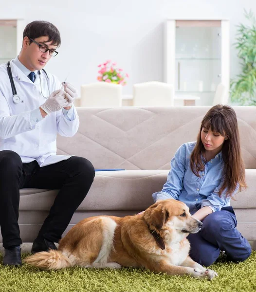 Tierarzt besucht Golden Retriever-Hund zu Hause — Stockfoto