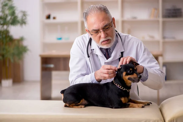 Stary lekarz weterynarii badający psa w klinice — Zdjęcie stockowe