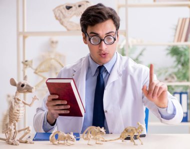 Komik çılgın profesör hayvan iskeletlerini inceliyor.