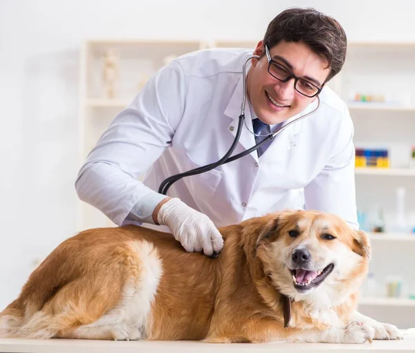 Doktor zkoumá zlatého retrívra psa na veterinární klinice — Stock fotografie