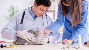 Veteriner kliniğinde kedi muayene ediyor.