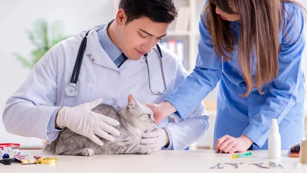 Gato siendo examinado en clínica veterinaria — Foto de Stock