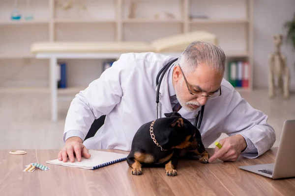 늙은 수컷 수의사가 병원에서 개를 진찰하고 있다 — 스톡 사진