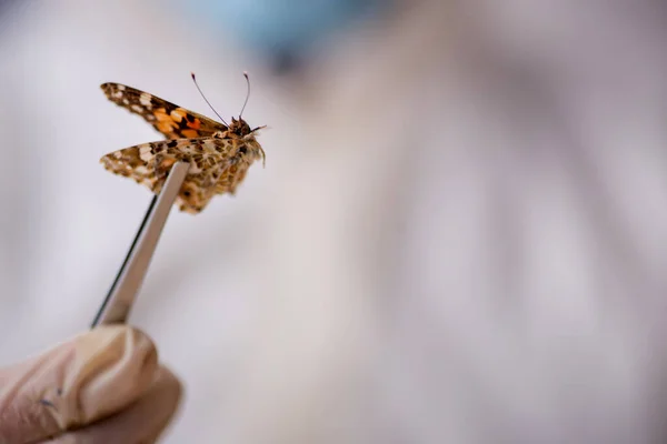 Mladý mužský chemik zoolog pracující v laboratoři během pandemie — Stock fotografie