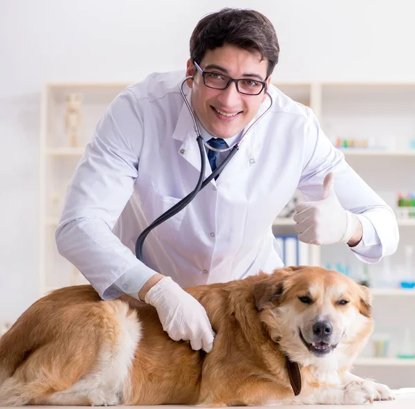 Medico esaminando cane golden retriever in clinica veterinaria — Foto Stock