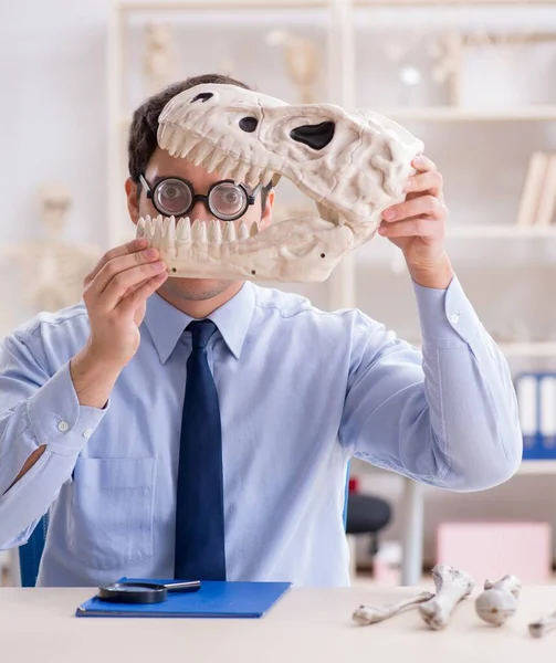 Funny crazy professor studying dinosaur skeleton — Stock Photo, Image