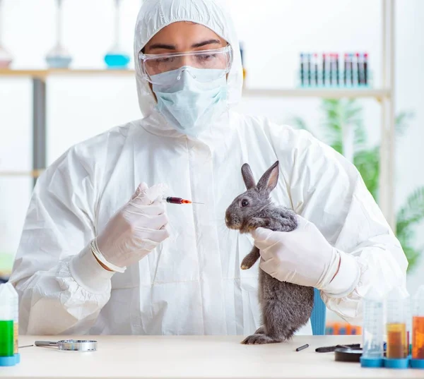 Vet doctor checking up rabbit in his clinic