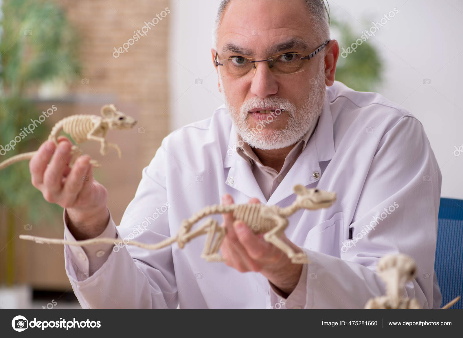 Old male paleontologist examining ancient animals at lab Stock Photo by