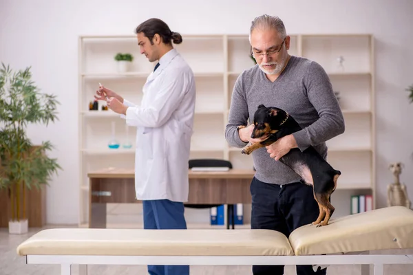 Jovem médico veterinário examinando cão na clínica — Fotografia de Stock