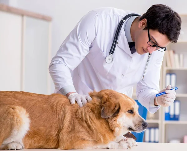 Doctor examinando perro golden retriever en clínica veterinaria — Foto de Stock