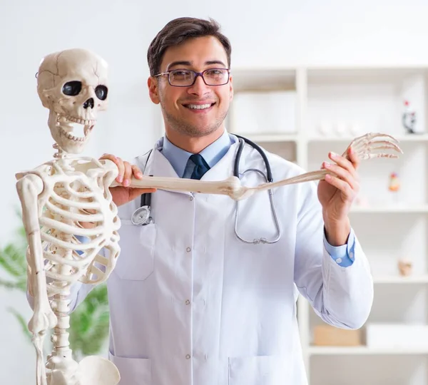 Yong male doctor with skeleton isolated on white — Stock Photo, Image