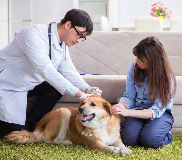 自宅で黄金の取得犬を訪問するvet医師 — ストック写真