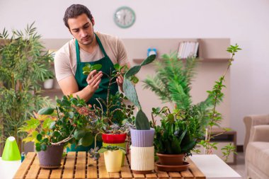 Evin içinde bitkileri olan genç bir erkek bahçıvan.