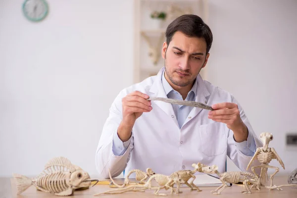 Jovem paleontólogo masculino examinando animais antigos no laboratório — Fotografia de Stock