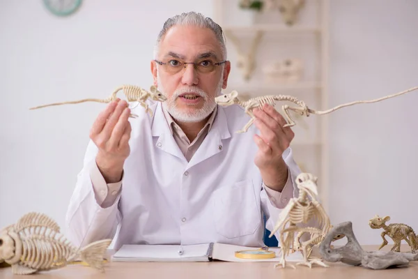 Velho paleontólogo masculino examinando animais antigos no laboratório — Fotografia de Stock