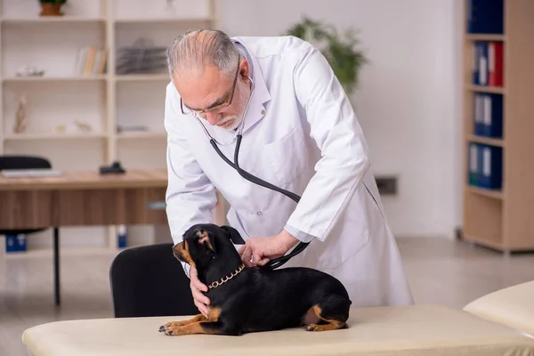 Velho médico veterinário masculino examinando cão na clínica — Fotografia de Stock