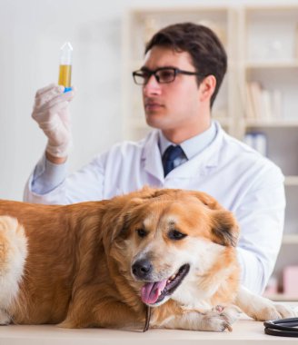 Veteriner kliniğinde Golden Retriever köpeğini muayene eden doktor.