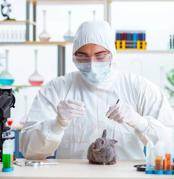Scientist doing testing on animals rabbit