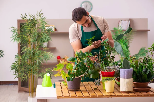 Evin içinde bitkileri olan genç bir erkek bahçıvan.