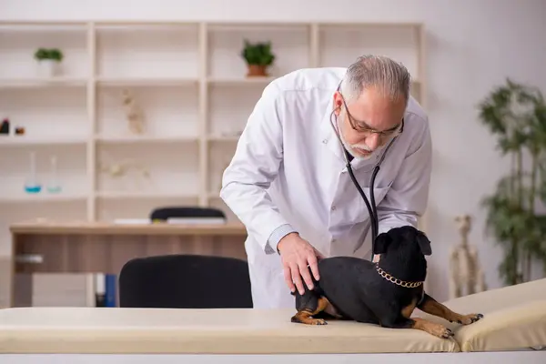 Velho médico veterinário masculino examinando cão na clínica — Fotografia de Stock