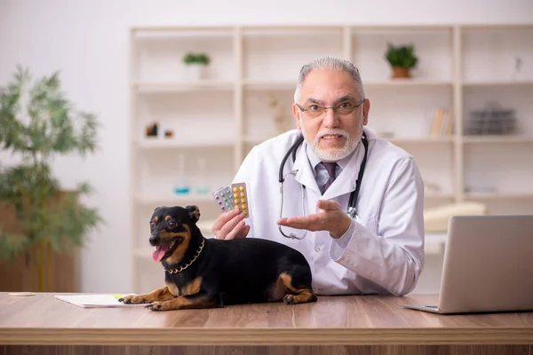 Velho médico veterinário masculino examinando cão na clínica — Fotografia de Stock