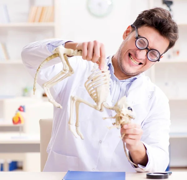 Смешной сумасшедший студент-врач, изучающий скелет животных — стоковое фото