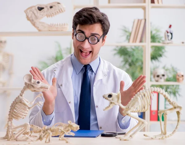 Смешной сумасшедший профессор, изучающий скелеты животных — стоковое фото