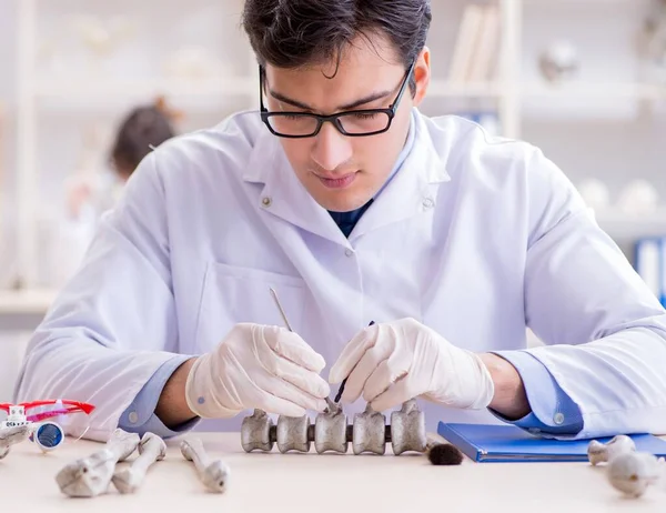 Professor estudando esqueleto humano em laboratório — Fotografia de Stock