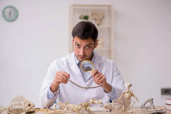 Jonge mannelijke paleontoloog onderzoekt oude dieren in het lab — Stockfoto