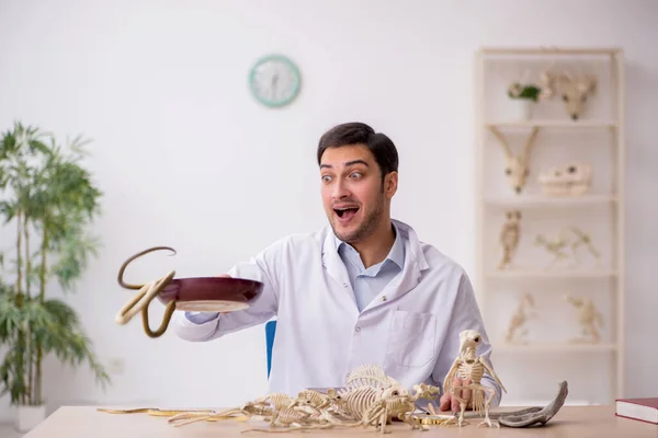 Jovem paleontólogo masculino examinando animais antigos no laboratório — Fotografia de Stock