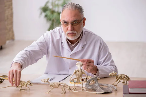 Oude mannelijke paleontoloog onderzoekt oude dieren in het lab — Stockfoto