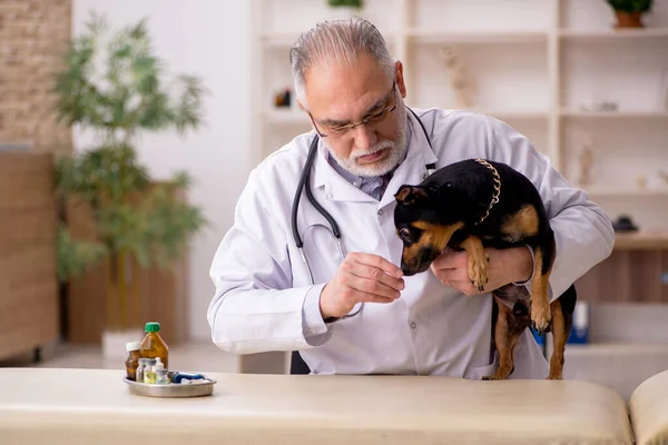 Pria tua dokter hewan memeriksa anjing di klinik — Stok Foto