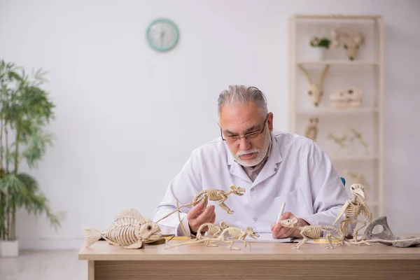 Oude mannelijke paleontoloog onderzoekt oude dieren in het lab — Stockfoto