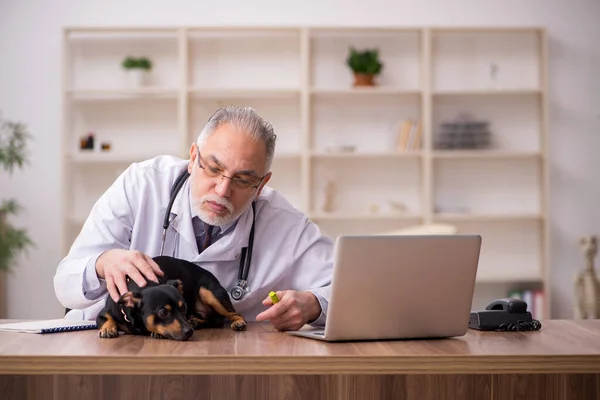 Old male vet doctor examining dog in the clinic — Stock Photo, Image