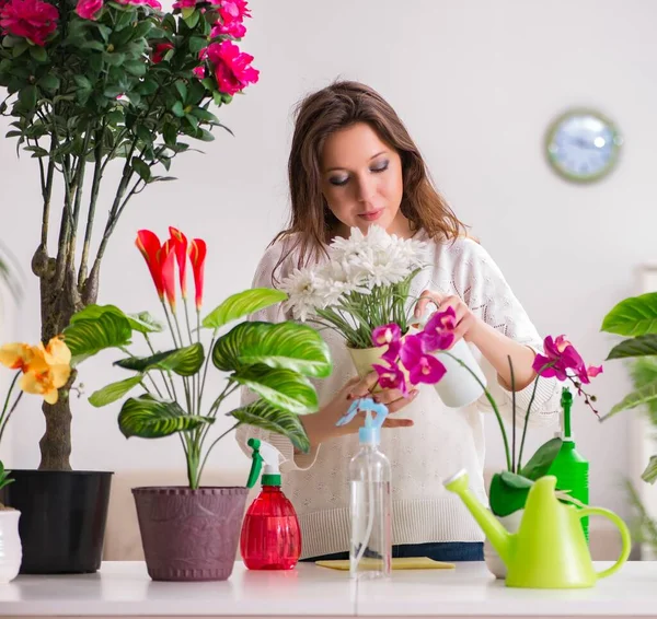 Mujer joven cuidando plantas en casa —  Fotos de Stock