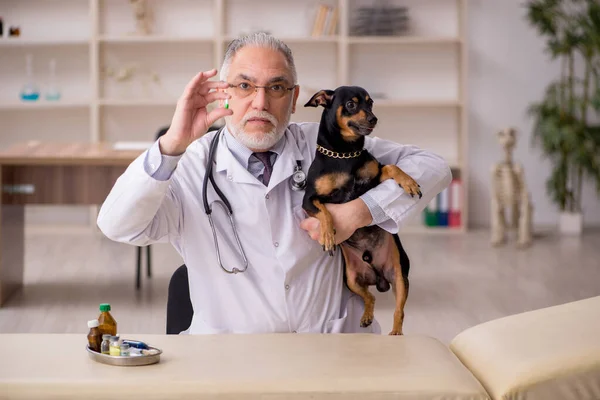 Gammal manlig veterinär läkare undersöka hund på kliniken — Stockfoto